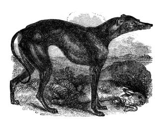 Galgo, 1848