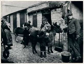 Grooming costers burros, Londres, c1903 1903