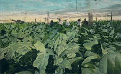 Tabaco crescente, Cuba, 1909