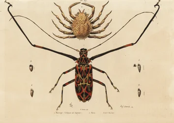 Escaravelho-arlequim, Acrocinus longimanus 1, e caranguejo-aranha europeu, Maja squinado 2, Macropo (arlequim de Cayenne), maia, maillots