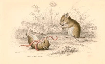 Colheita de ratos Micromys minutus do Velho Mundo, 1828