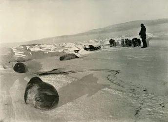 Transporte de carne de foca para os bairros de inverno, c1908, 1909