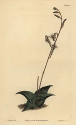Haworthia venosa (Aloe recurvado, Aloe recurva)