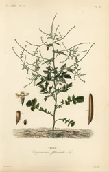 Mostarda de sebe, Sisymbrium officinale, Erysimum officinale, Velar