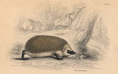 Ouriço-europeu Erinaceus, 1828