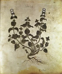 Herbals Peppermint (planta de menthe), século VI