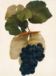 Herbert, 1908.