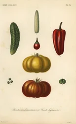 Ervas e legumes, plantes condimentares e leguminosas de frutas