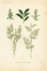 Ervas, condimentos