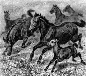 Manada de Tarpan, 1893