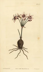 Hessea cinnamomea (Strumaria brilhante florida, Strumaria crispa)