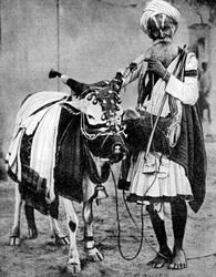 Vaca Hindu com vaca sagrada, Índia, 1936