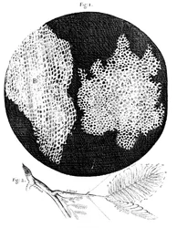 Hooks observações da estrutura celular da cortiça e um raminho da planta sensível, 1665
