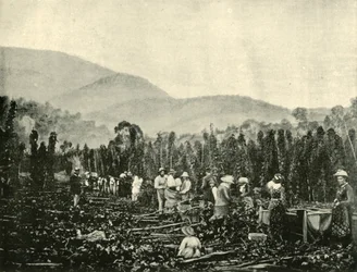 Colheita de lúpulo na Tasmânia, 1901.