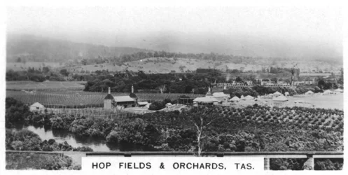 Campos e pomares de lúpulo, Tasmânia, Austrália, 1928