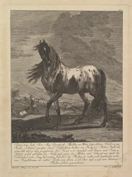 Cavalo, século XVIII.