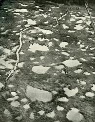 Como o tempo impediu o avanço, 1919.