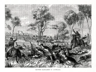 Caçando cangurus, Austrália, 1877