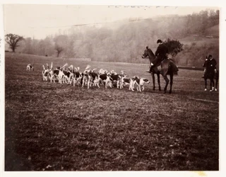 Caçador e cães de caça, c 1905