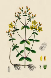 Hypericum Boeticum. St. Johns Wort de folhas onduladas, século XIX