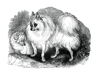 Cão da Islândia, 1848