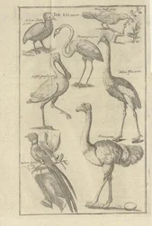 Illustrasjon hentet fra boken Beschreibung des Vorgebürges des Guten Hoffnung und derer darauf wohnenden Hottentotten av Kolb, Peter og utgitt av bey Peter Conrad Monath (pt, 1745)