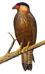 Ilustração/Polyborus lutosus/Quelili/Guadalupe Caracara/Guadalupe Caracara