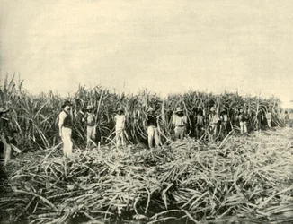 Em uma plantação de açúcar em Queensland, 1901.