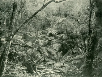 Nas escalas de Dandenong, 1901.