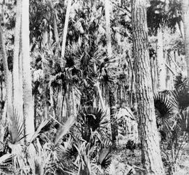 Na selva, Índia, c1900s
