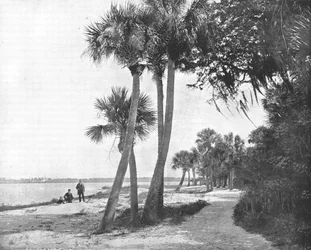 Indian River, Flórida, EUA, c1900.
