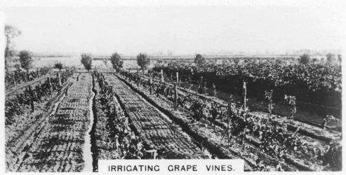 Irrigação de videiras, Austrália, 1928