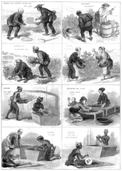 Produção japonesa de chá, 1874