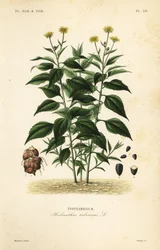 Alcachofra de Jerusalém ou sunchoke, Helianthus tuberosus, Topinambour