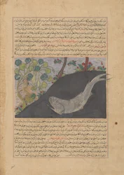 Jonas e a Baleia, Folio de um Majma