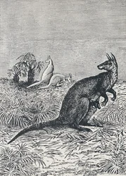 Canguru, 1924