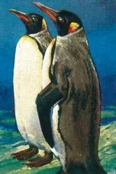 Pinguins-rei, c1928.