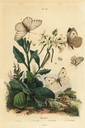 Branco grande, Pieris brassicae 1, branco pequeno, Pieris rapae 2, branco verde-veined, Pieris napi 3, e branco preto-veined, Aporia crataegi 4. Borboletas de Pierid