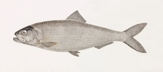 O Clupee do Nilo