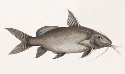Le Pimelode Scheilan, fechar