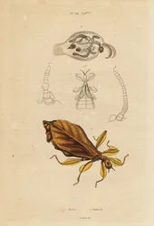 Insecto das folhas, Phyllium species, e nudibranch, Phylliroe species