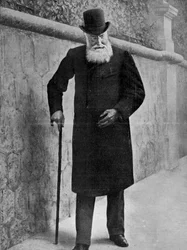 Leopoldo II, rei dos belgas, 1909