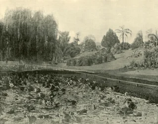 Lily Pond, Jardim Botânico de Brisbane, 1901.
