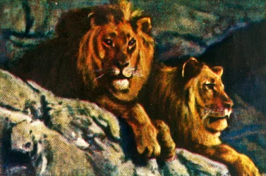 Leões, c1928.