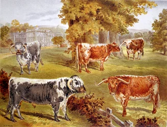 Gado Longhorn de propriedade de Sir John Harpur-Crewe, Calke Abbey, 1885