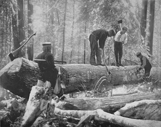 Madeira serrada no rio Ottawa, Canadá, c1897.