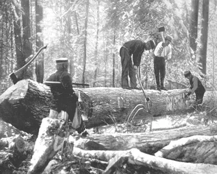 Madeira serrada no rio Ottawa, Canadá, c1900.