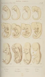 Embriões de mamíferos, 1905