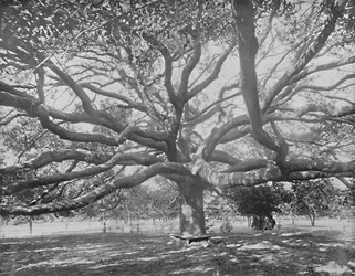 Mammoth Live Oak, perto de Jacksonville, Flórida, c1897.
