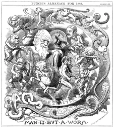 O homem é apenas um verme, desenho animado de Punch mostrando a evolução de verme para homem, 1881